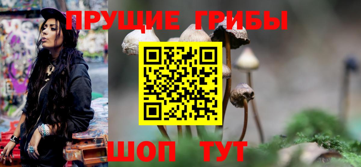 Галлюциногенные грибы Psilocybe Михайловка